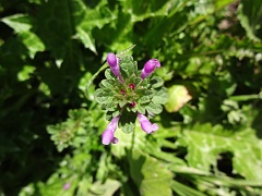 lamium amplexicaule